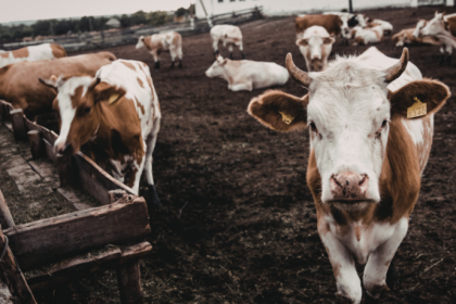 João Eustáquio De Almeida Junior analisa como a rastreabilidade na pecuária promove transparência e reforça a confiança do consumidor final.