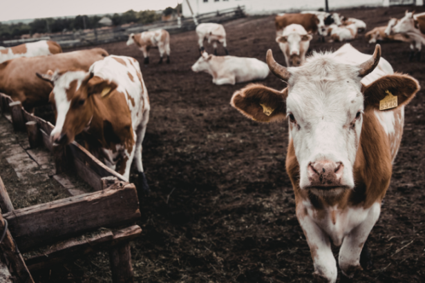 João Eustáquio De Almeida Junior analisa como a rastreabilidade na pecuária promove transparência e reforça a confiança do consumidor final.