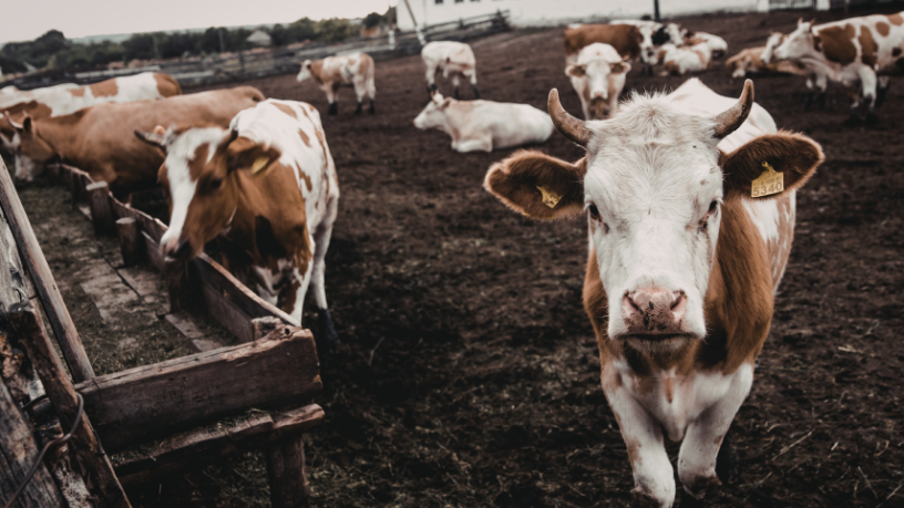 João Eustáquio De Almeida Junior analisa como a rastreabilidade na pecuária promove transparência e reforça a confiança do consumidor final.